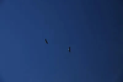 DSC_0264 (Large).JPG